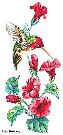 Annas Hummingbird stamp for scrapbook or stamping