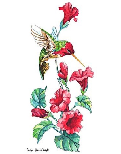 Annas Hummingbird stamp for scrapbook or stamping