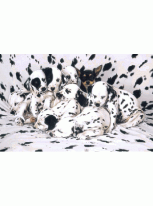 Where's Ricardo Jigsaw Puzzle By Sunsout - 1000 Piece *LAST ONE*